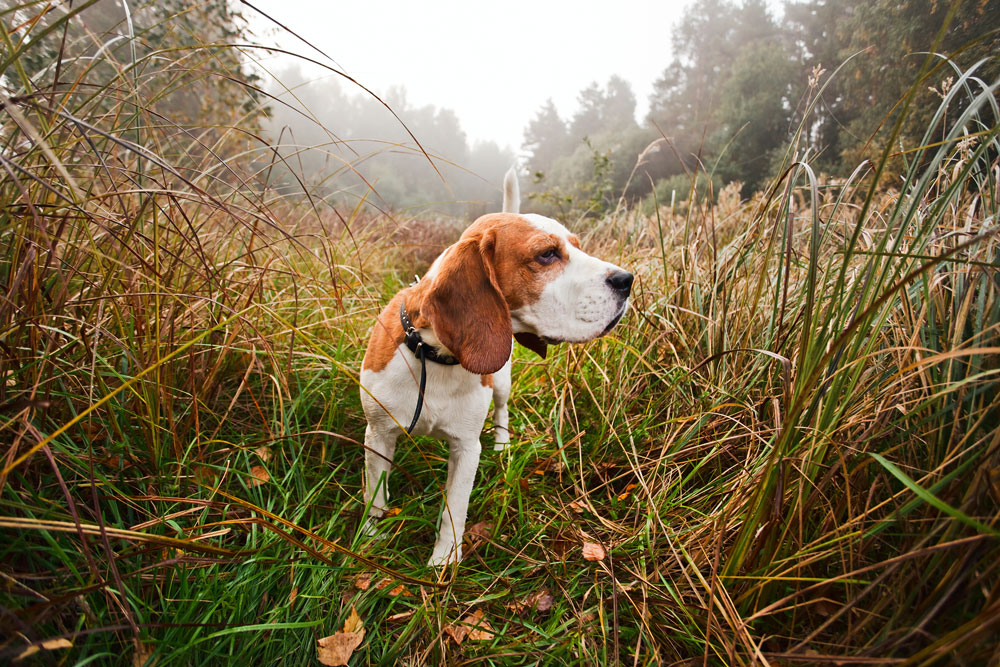 beagle hunting dog