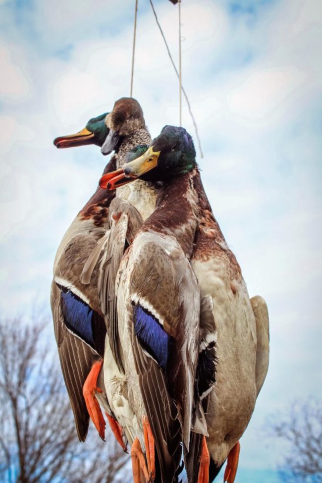 aging ducks