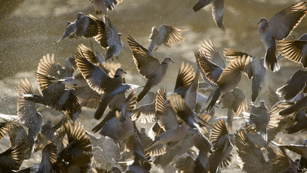 Join Bob Matthews on a Special African Bird Hunt