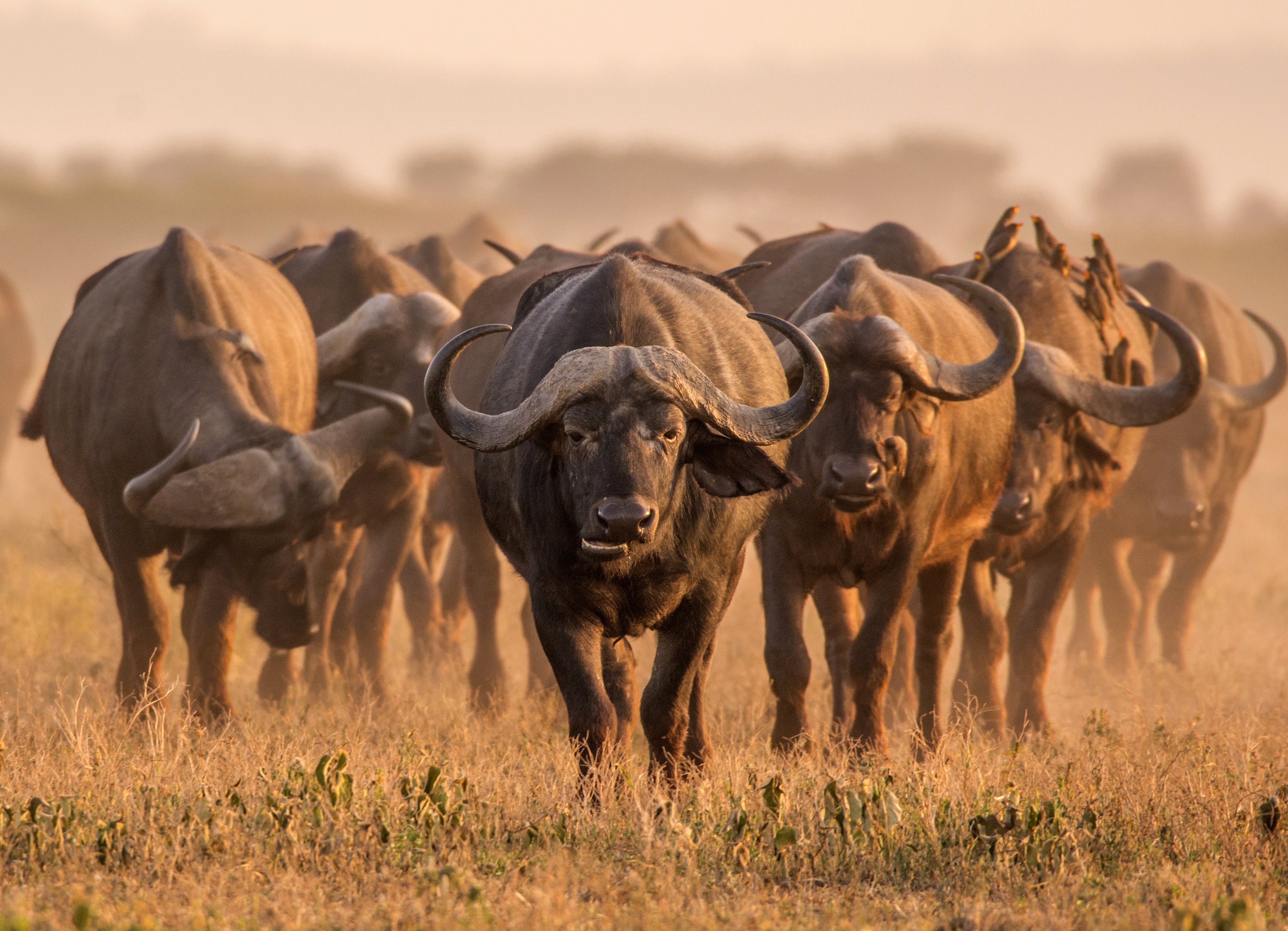 Мир животных буйволы. Парка Серенгети буйвол. Африканских буйволов Серенгети. Буйволы Танзании. Буйвол ЮАР.