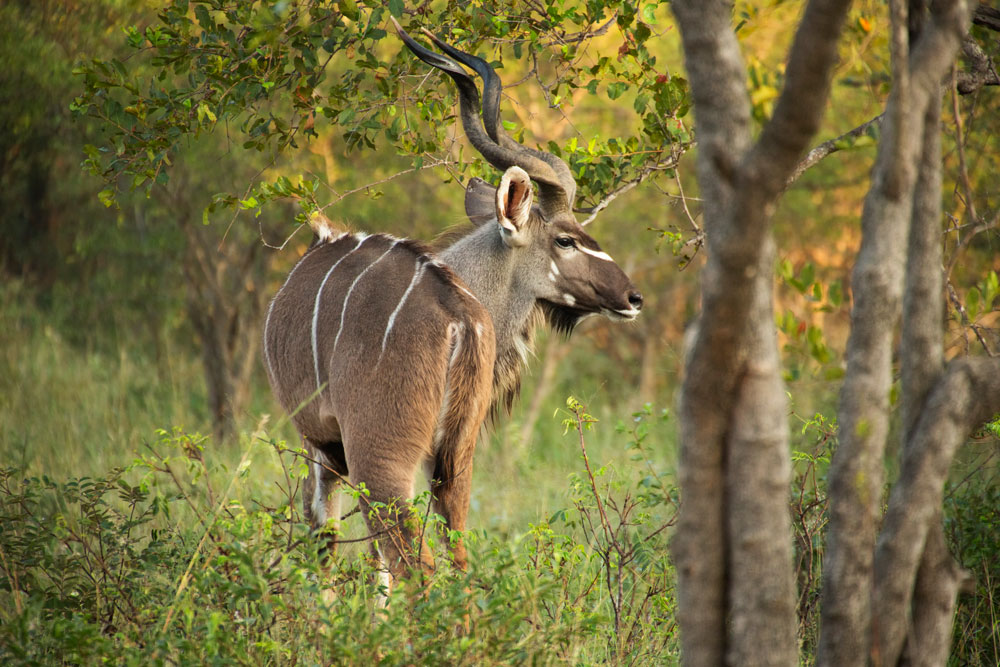 Back to the Wilds of Africa