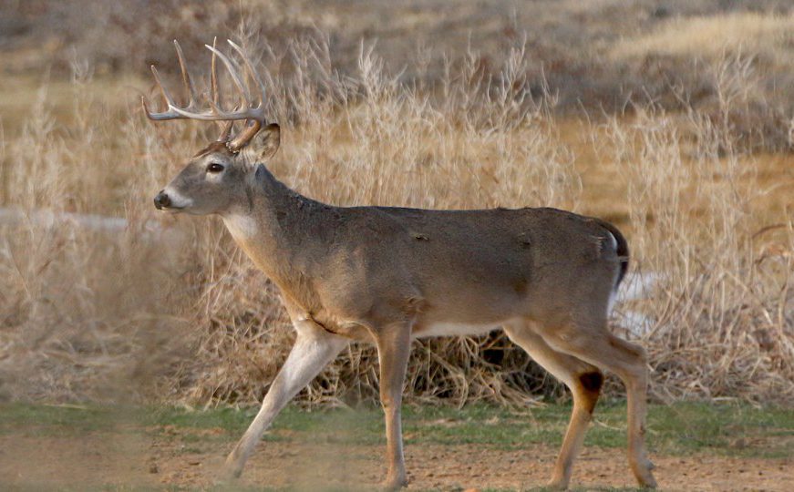 deer body