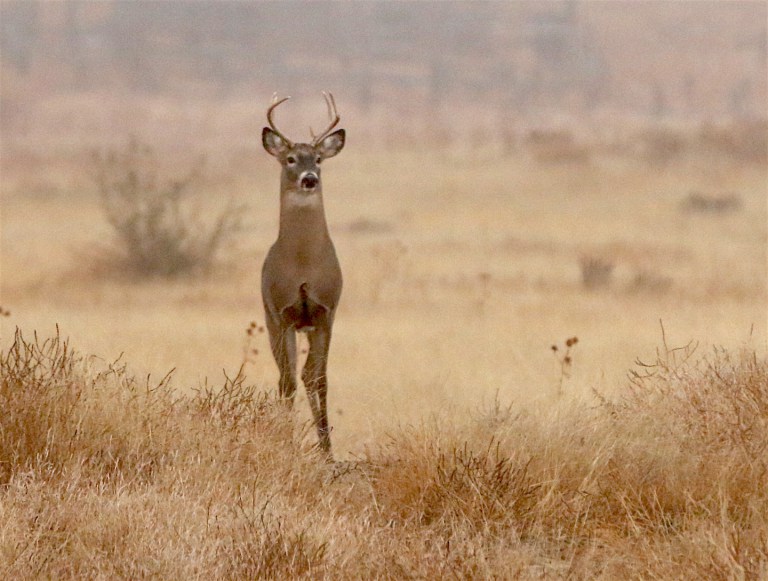 Tips for Aging Bucks by Body Traits - Sporting Classics Daily