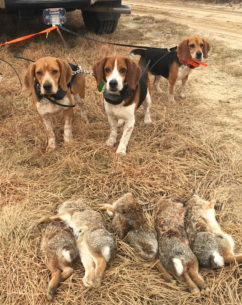 will beagles kill rabbits