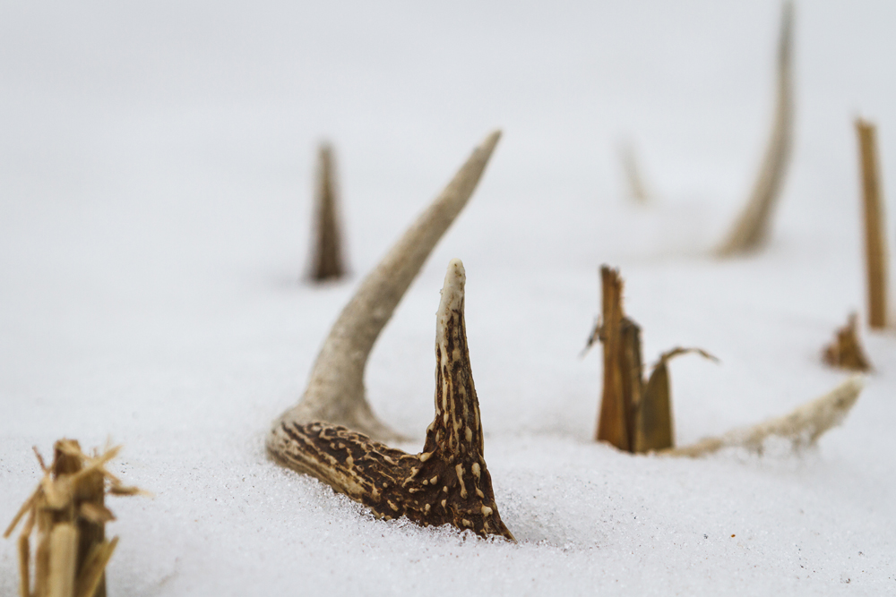 Five Reasons to Go Shed Hunting