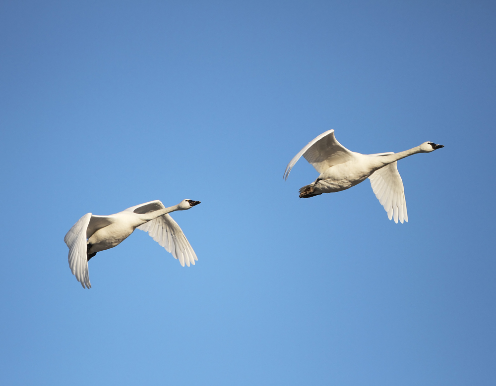 Hunting the Swan