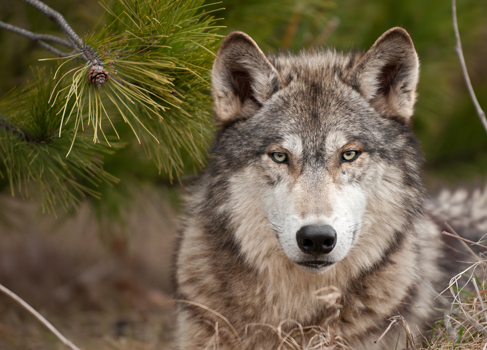 Oregon May Allow Hunting for Problem Wolves