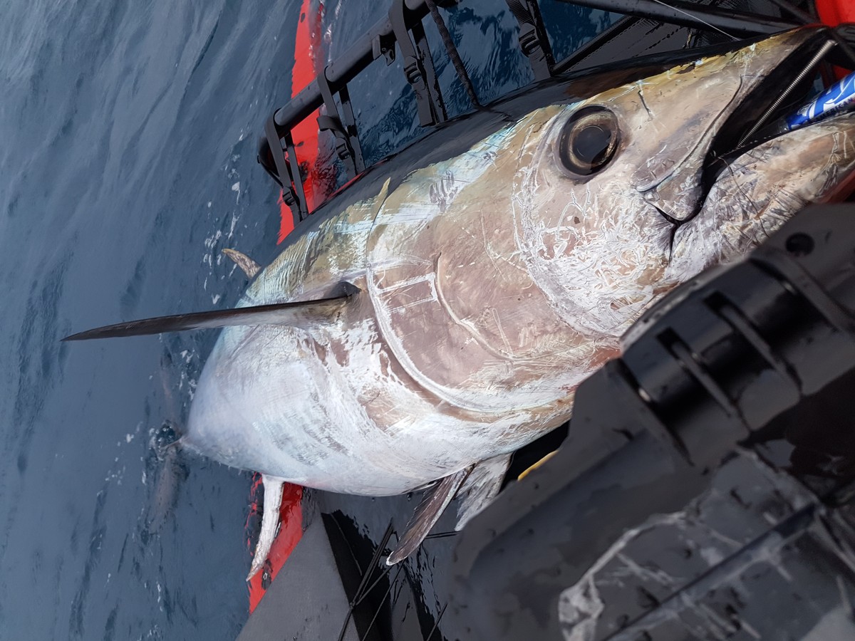 Kayak Tuna World Record Inches Closer to 200-Pound Threshold