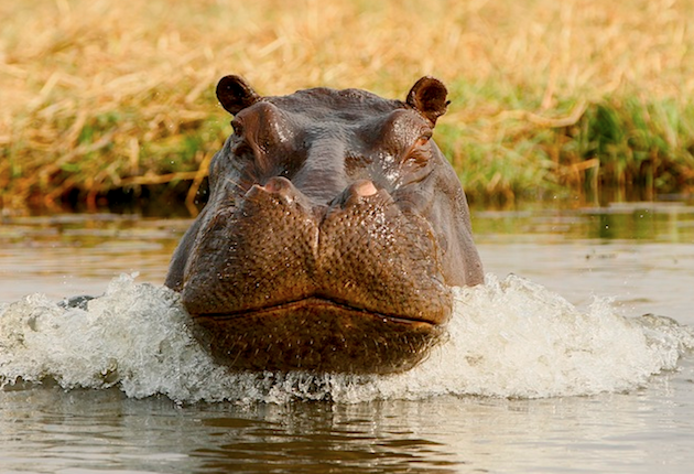 Hunting Africa’s Deadliest Man-Killer