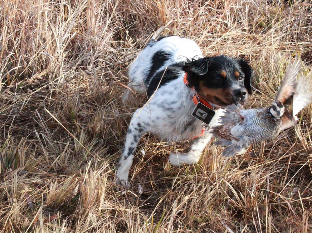 Announcing the Winner of Our Gundog Photo Contest