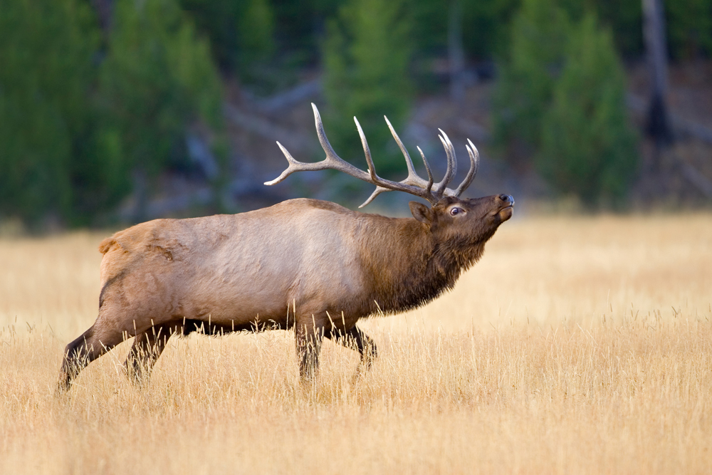 The Elk of Two-Ocean Pass