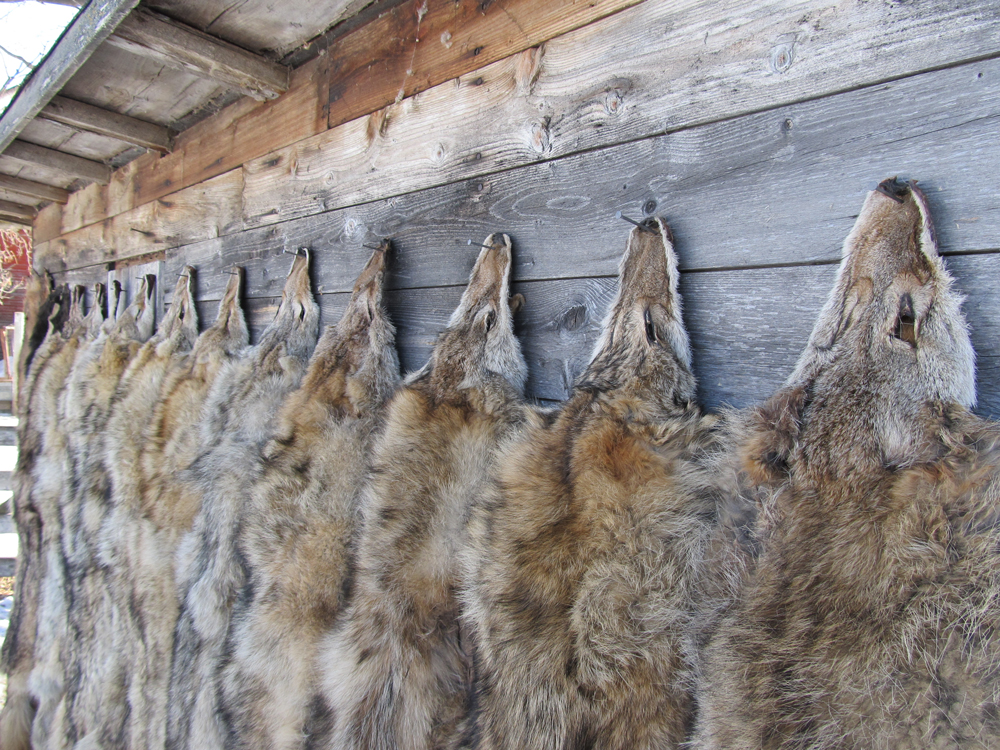 New Bill Could Ban Trapping On Wildlife Refuges Sporting