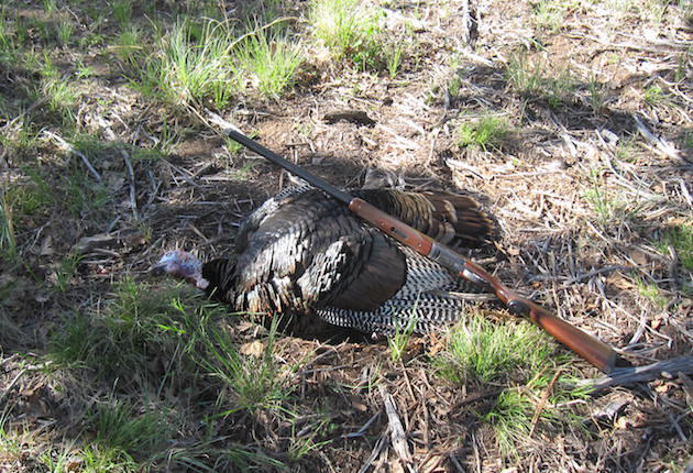 The author didn't get to kill this bird, but helping his friend bag it was just as good.