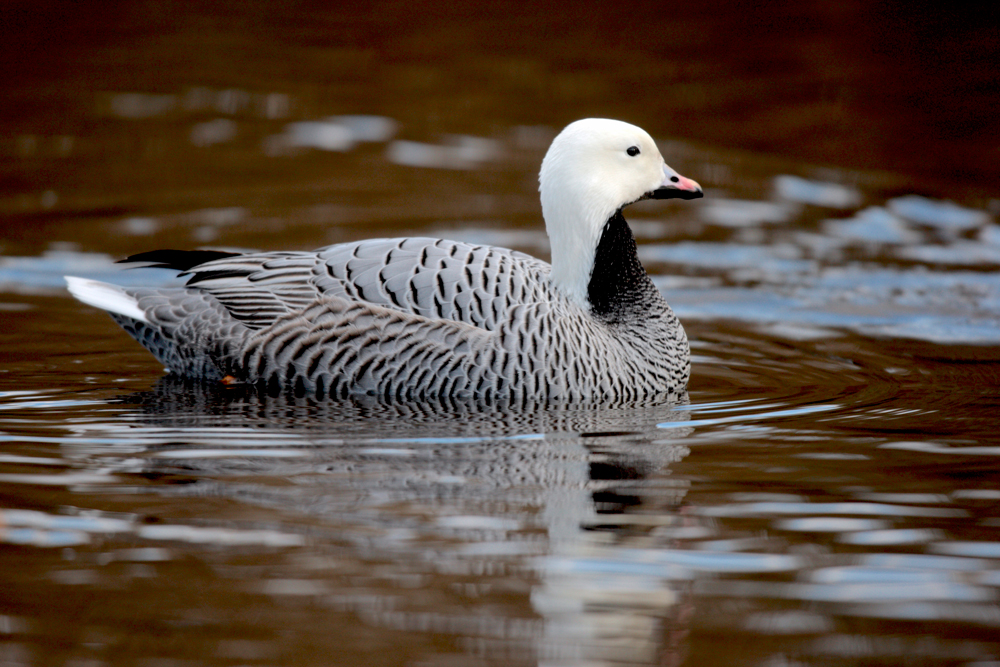 Alaska to Allow Emperor Goose Hunting for First Time in 30 Years ...