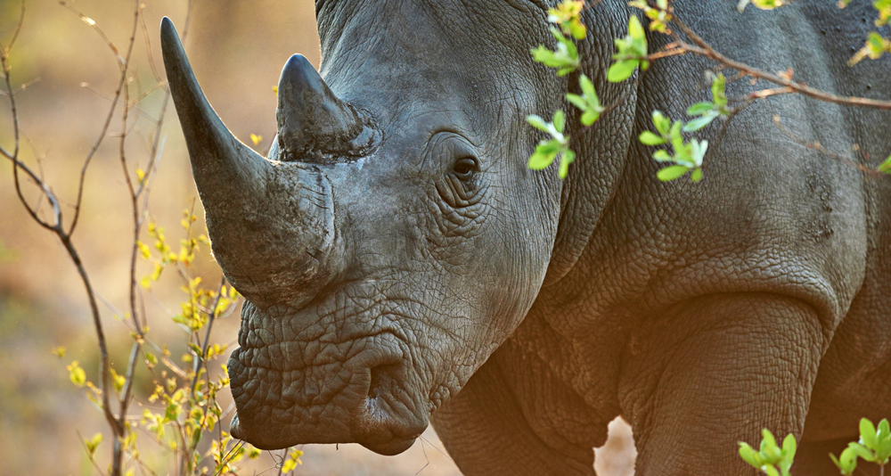 South African Court OKs Rhino-Horn Sales