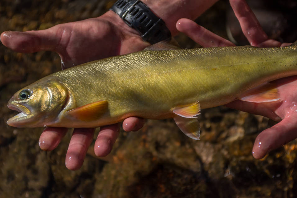 Gila Trout Meet Recovery Goals in New Mexico