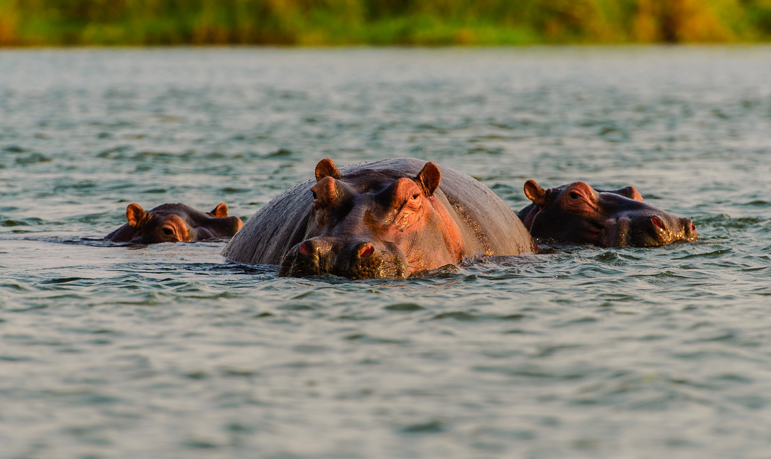 A Night After Hippo