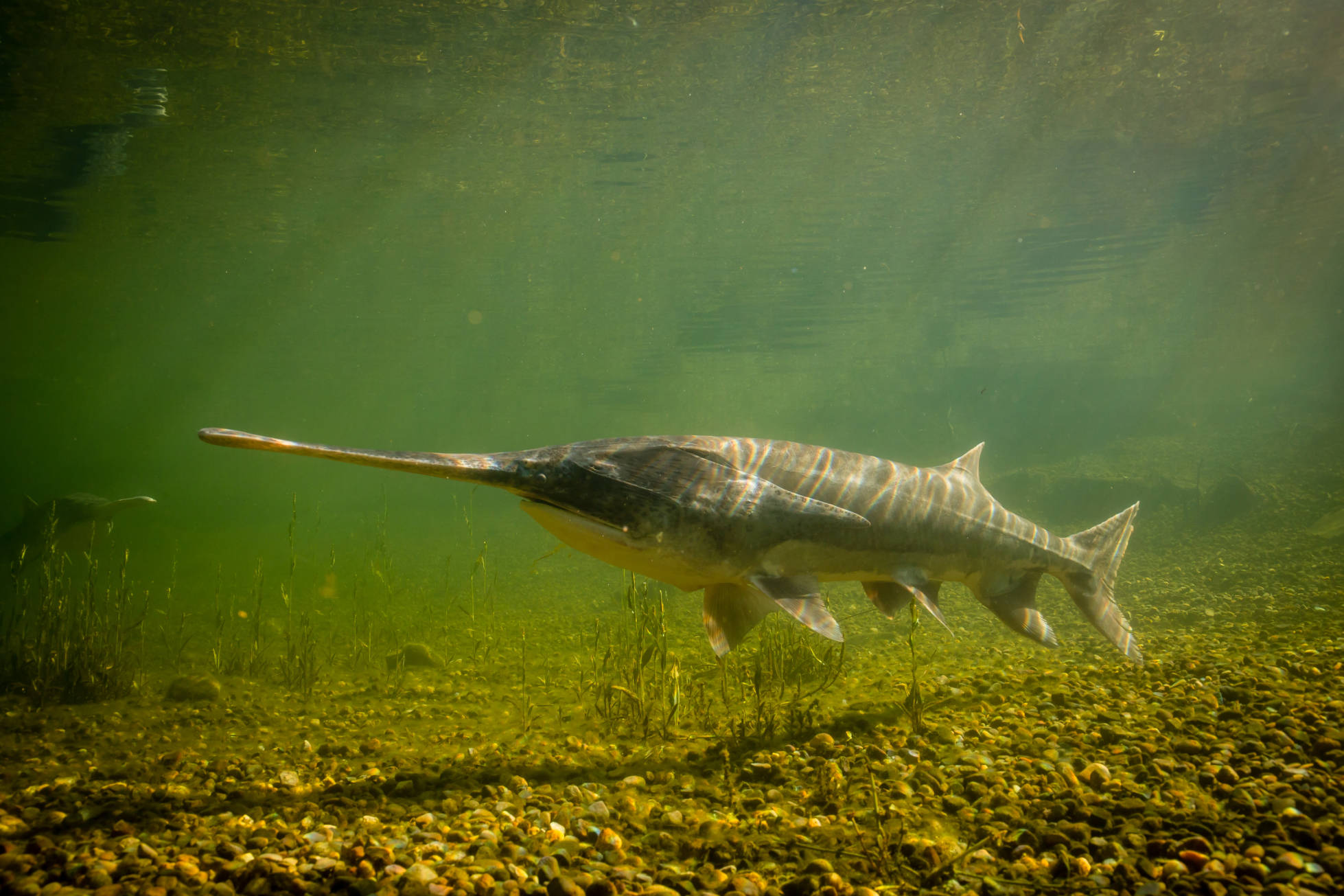 The Oddest-Looking Fish in Oklahoma