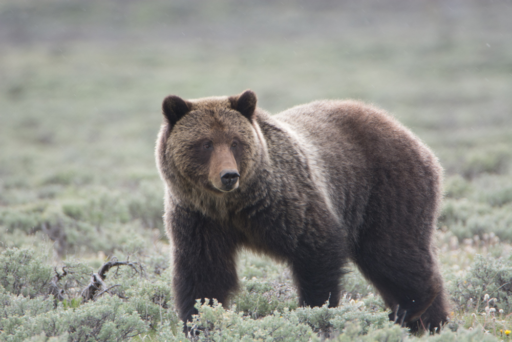 Yellowstone Grizzlies Delisted After More Than 40 Years