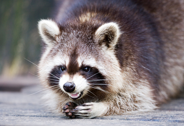 Maine Woman Drowns Rabid Raccoon