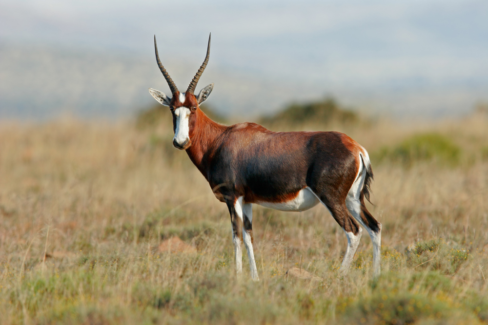 Slow & Cautious for Blesbok