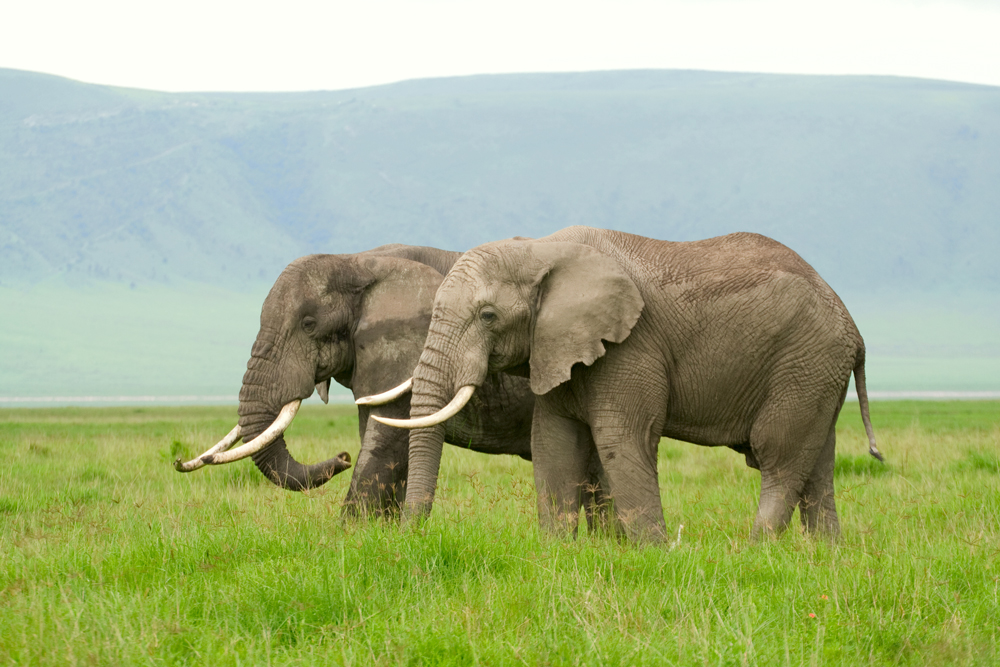 Two for Two: Selous’ Double on Elephants