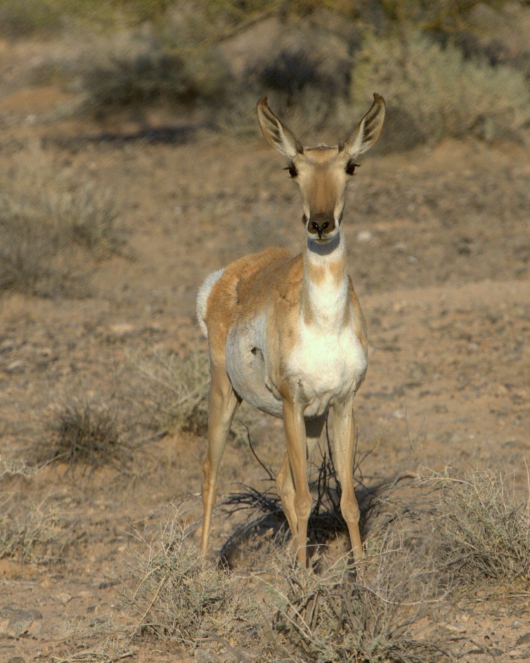 National Wildlife Refuges Prove A Stronghold For Rare Sonoran Pronghorn ...