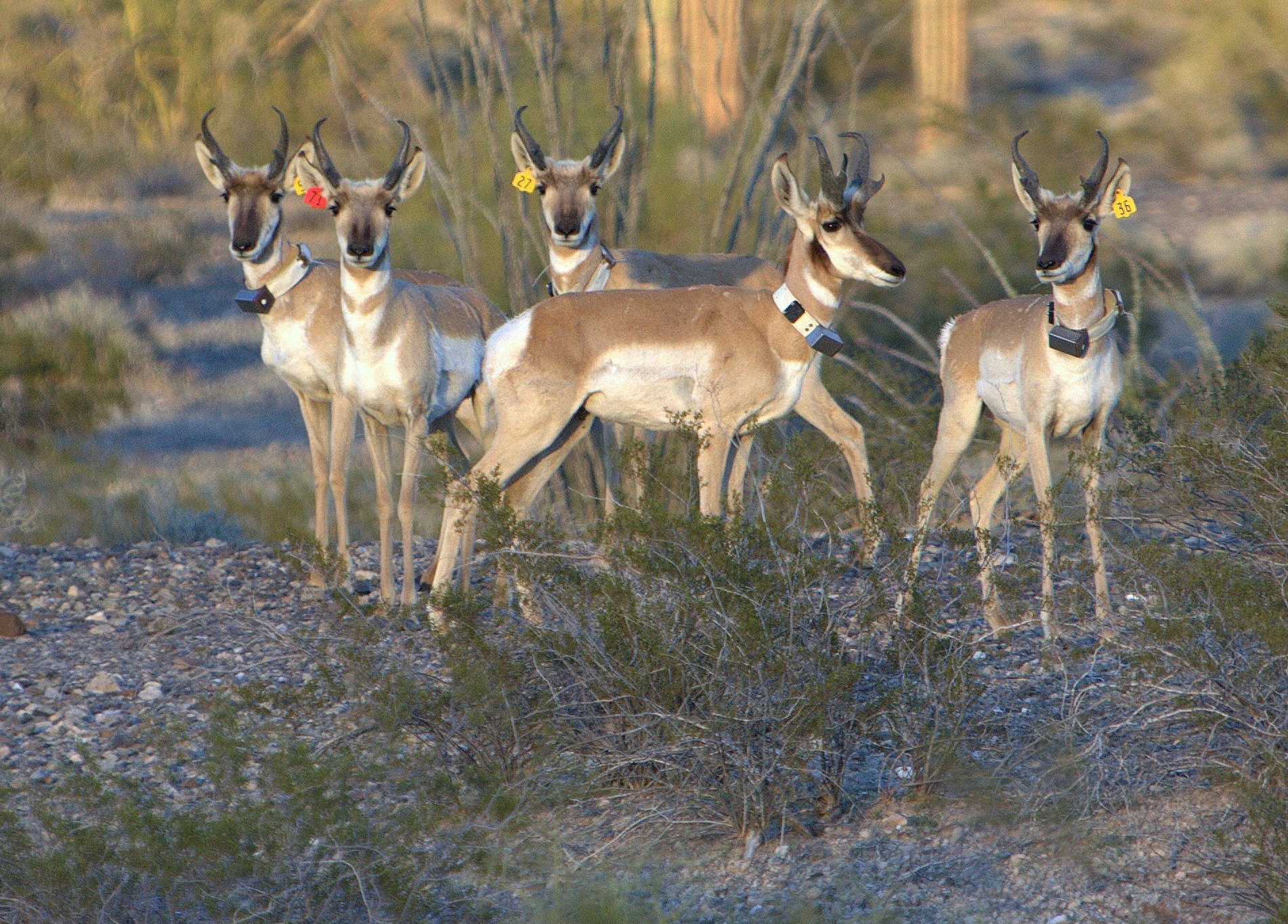 National Wildlife Refuges Prove a Stronghold for Rare Sonoran Pronghorn