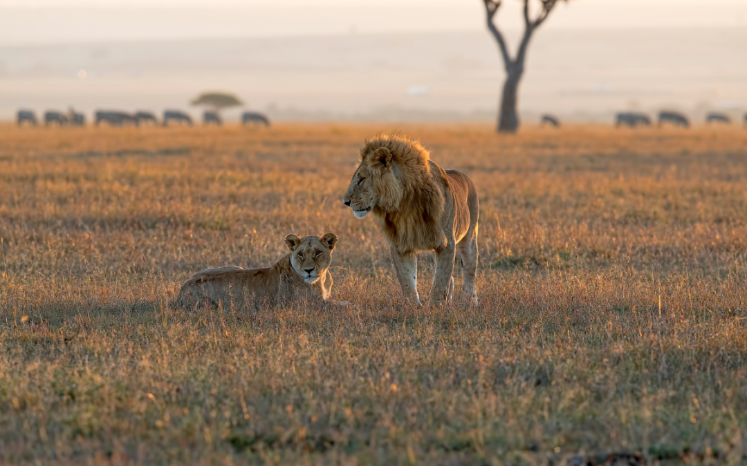 Two Hearts in Tanzania: The Hunting Chronicles of Dick and Mary Cabela