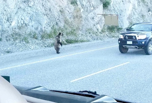 Sightseers Use Truck to Shield Cyclist from Griz