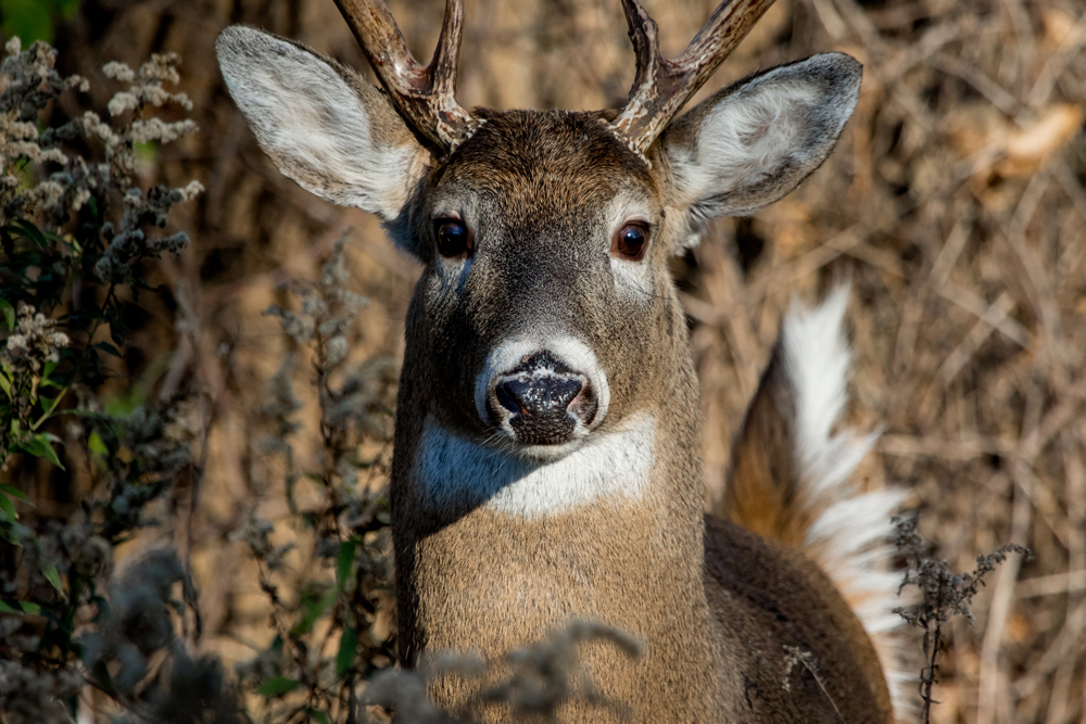 aging whitetail deer
