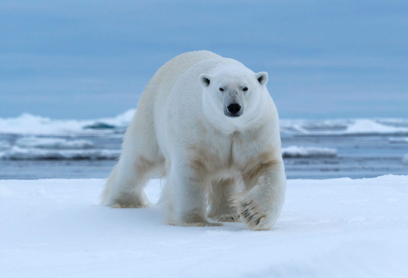 Measure Allowing Polar Bear Trophy Importations Passes Senate Committee