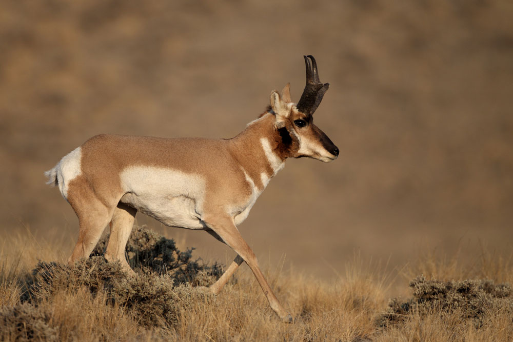 Shooting the Prong-Buck