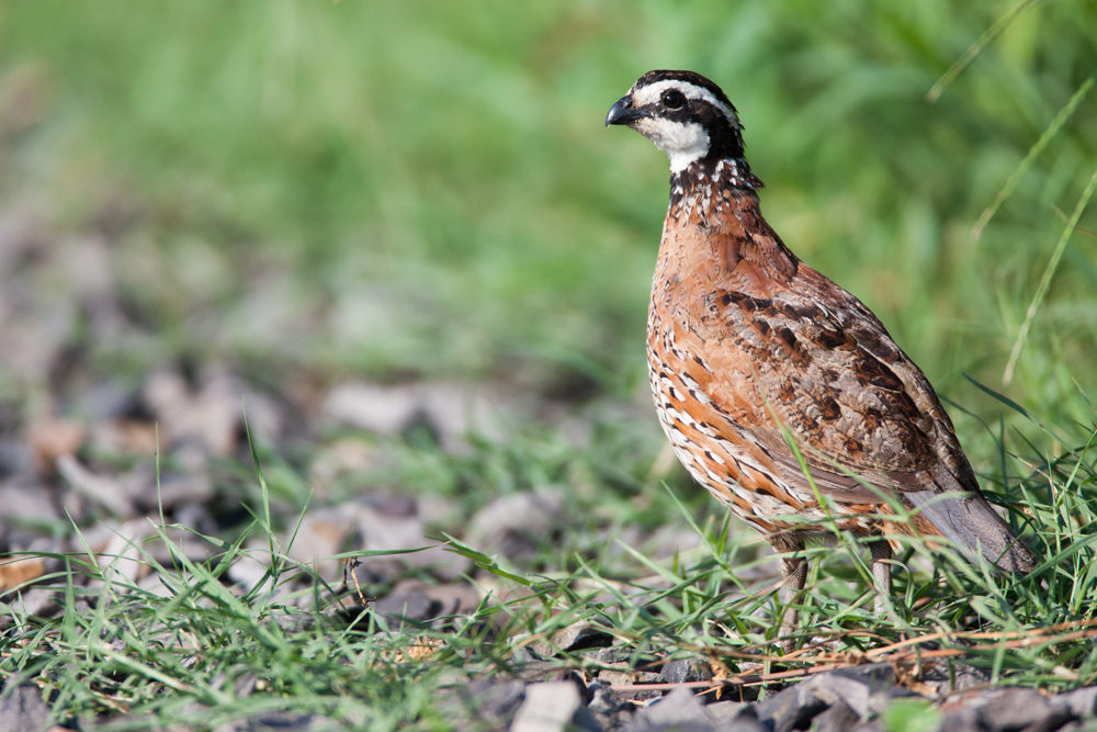 Texas Tech Debuts Mobile Parasite Lab for Quail Research