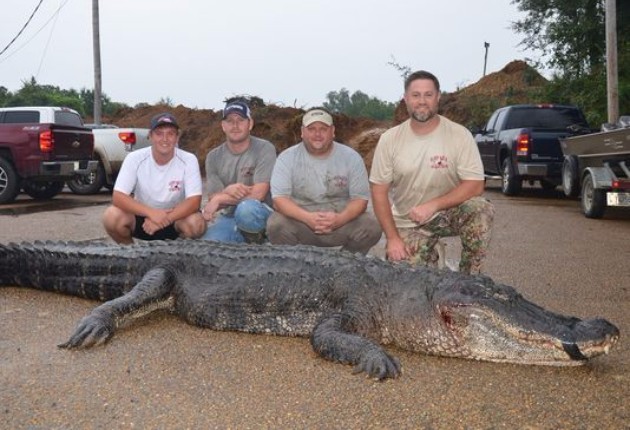 Mississippi's Alligator Record Broken - Sporting Classics Daily