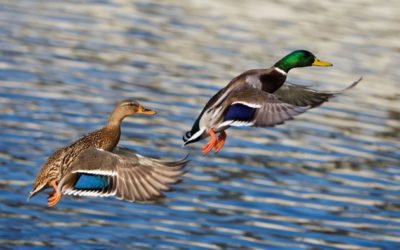 USFWS Releases Its 2017 Waterfowl Population Survey Results