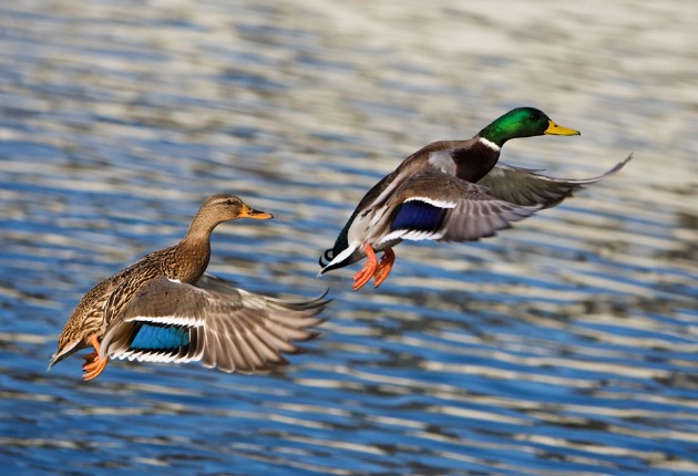 USFWS Releases Its 2017 Waterfowl Population Survey Results