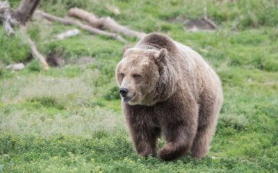 British Columbia to Ban Trophy Griz Hunting