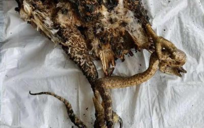 Hawk, Snake Cause 40-Acre Forest Fire