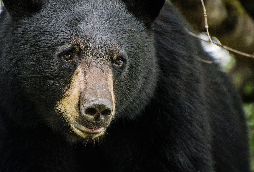 Kentucky Adds Hunting Opportunities as Bear Numbers Increase