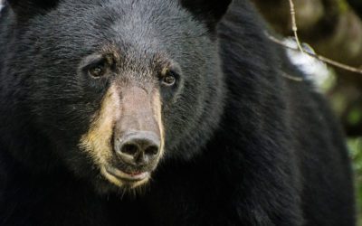 Kentucky Adds Hunting Opportunities as Bear Numbers Increase