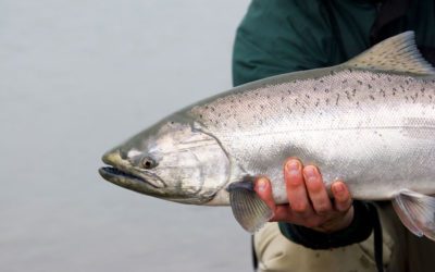 Alaska Discontinues Catch-and-Keep for Chinook Salmon
