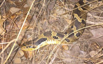 There’s a Snake in My Blind