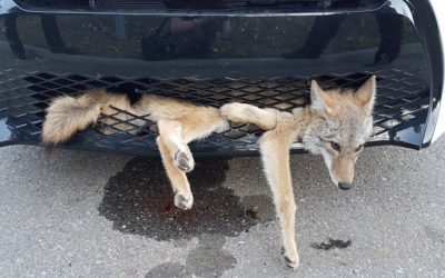 Coyote Survives Being Stuck in Car Grill