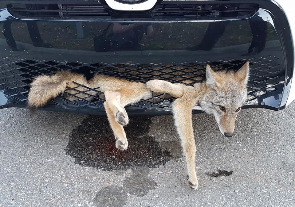 Coyote Survives Being Stuck in Car Grill