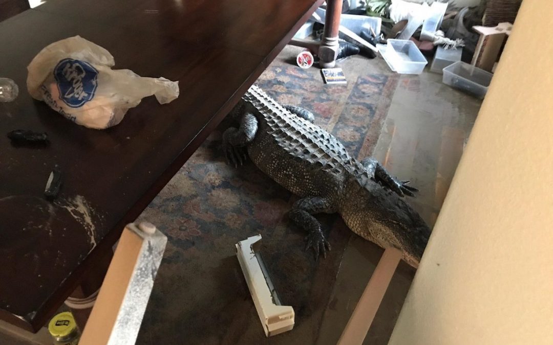 Houston Man Returns Home to Find 10-Foot Gator in the Dining Room