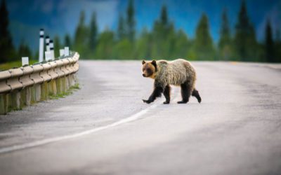 Griz Walks, Not Limps, Away from Wreck that Totaled Car