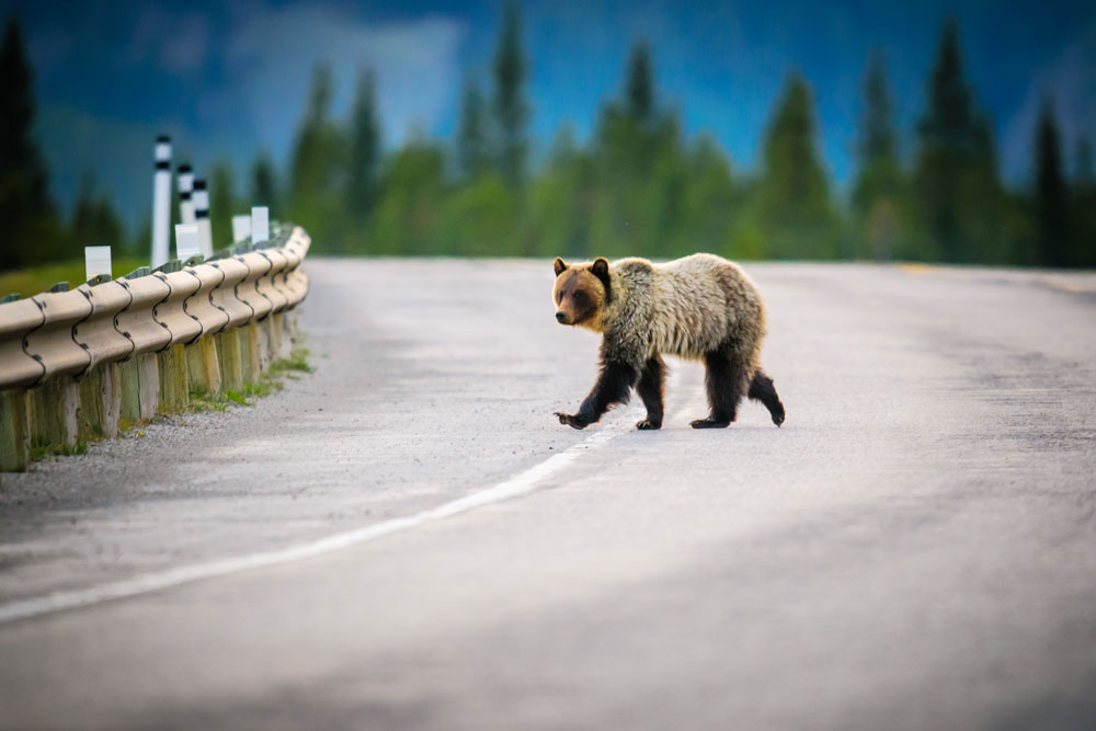 Griz Walks, Not Limps, Away from Wreck that Totaled Car