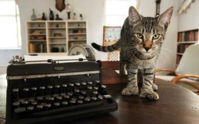 Hemingway’s Cats Survive Hurricane Irma