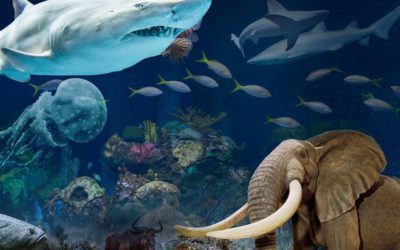 Johnny Morris’s “Wonders of Wildlife” Opens Thursday